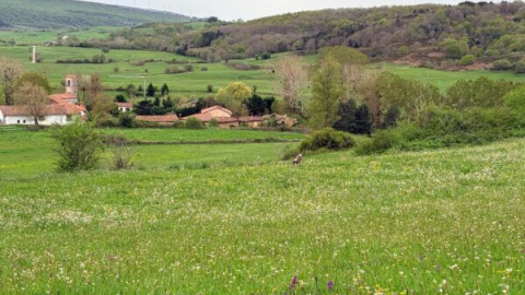 ¡Más madera!, o cómo proteger los bosques cortando árboles 