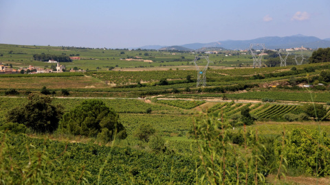 Paisatge de vinya a l'Alt Penedès, en una imatge d'arxiu.
