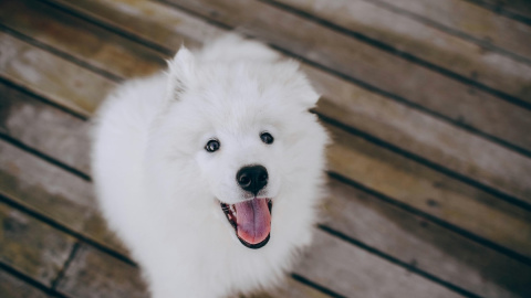 La bienvenida que nos ofrece nuestro perro puede decir mucho de su estado emocional. La bienvenida que nos ofrece nuestro perro puede decir mucho de su estado emocional.