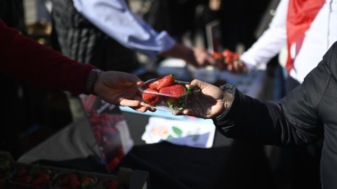 Imagen de archivo del reparto de más de 2.000 tarrinas de fresas de Huelva en Madrid. Imagen de archivo del reparto de más de 2.000 tarrinas de fresas de Huelva en Madrid.