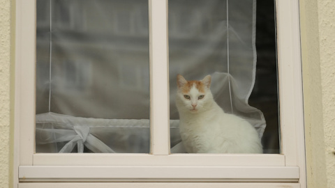 Los gatos son animales de naturaleza curiosa, aunque muchos de ellos nunca llegan a pisar la calle en libertad.