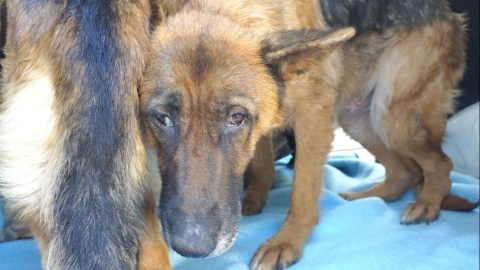La Policía Nacional descubre un criadero de animales en Almayate (Málaga) y detiene a dos personas por maltrato animal