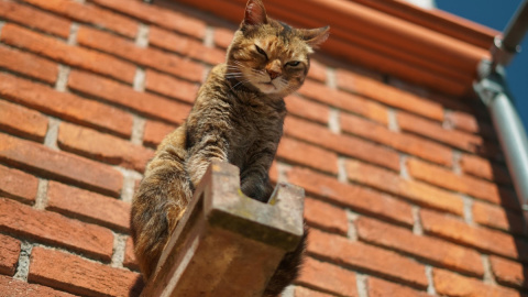 Los gatos son animales muy curiosos y aventureros, que en ocasiones corren grandes riesgos.