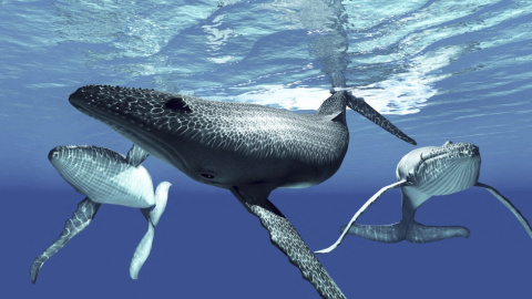 Ballenas jorobadas en la superficie. Ballenas jorobadas en la superficie.