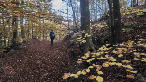 Una persona passeja per un camí del Parc Natural del Montseny Una persona passeja per un camí del Parc Natural del Montseny