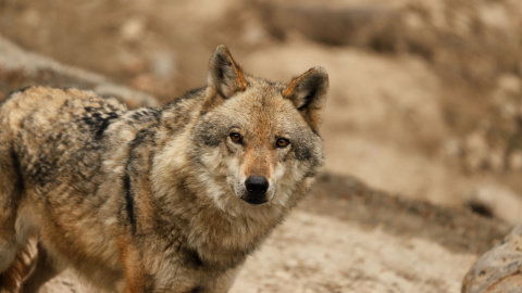 Los khipshang son un híbrido entre perro y lobo que comparte características con ambos animaless del Himalaya.