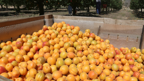 Albercocs collits en una finca del Baix Segre.