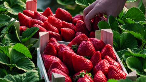 Otro reto: recuperar los envases de madera para frutas y hortalizas 