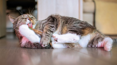 Un gato juega con un juguete compuesto de catnip. Un gato juega con un juguete compuesto de catnip.