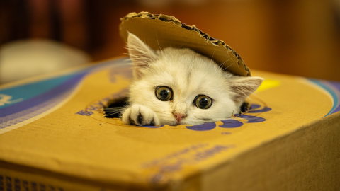 Los gatos adoran jugar con una caja de cartón.