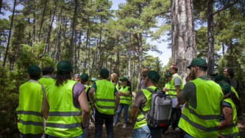 FSC España: 25 años y 1 millón de hectáreas certificadas