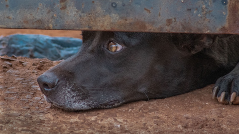 Las fiestas patronales son momentos críticos para la salud de nuestras mascotas. Las fiestas patronales son momentos críticos para la salud de nuestras mascotas.