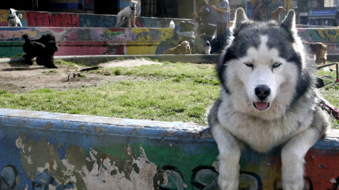 Husky Un husky siberiano pasando el rato.