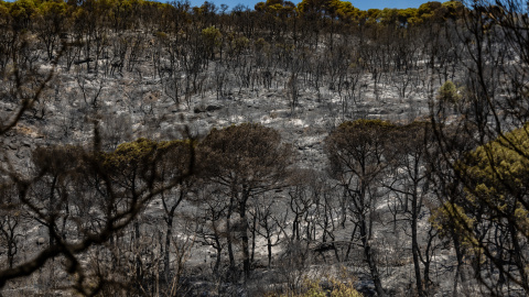 Zona cremada de l'incendi de la Bisbal (04 de juliol del 2026) Zona cremada de l'incendi de la Bisbal