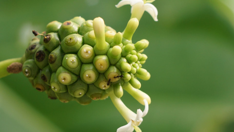 Fruta de noni Fruta de noni