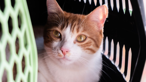 Gato en el interior de su trasportín.