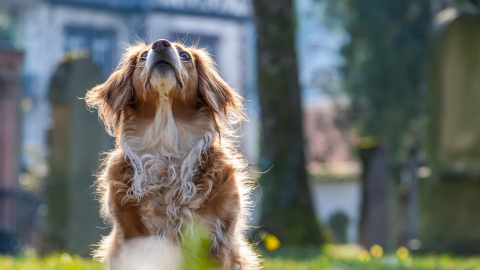 Un perro mira al cielo. Un perro mira al cielo.