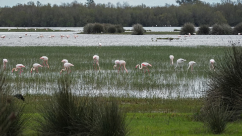 Doñana en una imagen del pasado 12 de marzo.