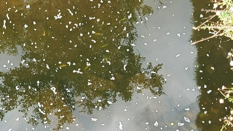 Vertido de purines en el río Pisueña, Cantabria. Vertido de purines en el río Pisueña, Cantabria.