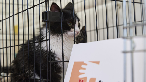 viajes-mascotas-costes-tramites-ue Los gatos, perros y hurones están considerados animales de compañía.