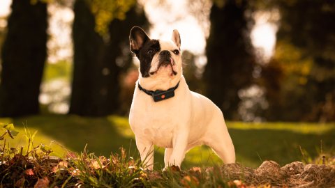 Perro con el GPS de Weenect Perro con el GPS de Weenect