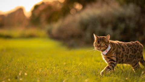Gato con el GPS de Weenect Gato con el GPS de Weenect