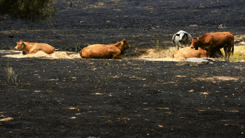 Ganado en una zona afectada por el incendio de Burgohondo, este lunes en las proximidades de La Adrada (Ávila).