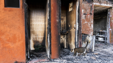 Un gato superviviente del incendio forestal de Los Gallardos (Almería).