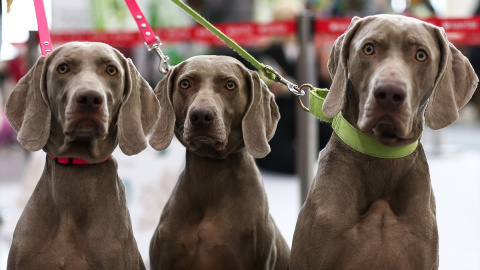 Tres perros durante un concurso en Rusia. Tres perros durante un concurso en Rusia.