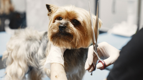 ¿Se debe cortar el pelo a los perros en verano?