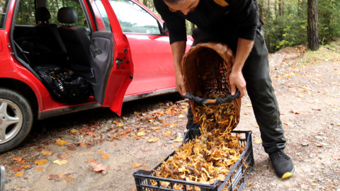Un boletaire recollint camagrocs en un bosc del Berguedà Un boletaire recollint camagrocs en un bosc del Berguedà
