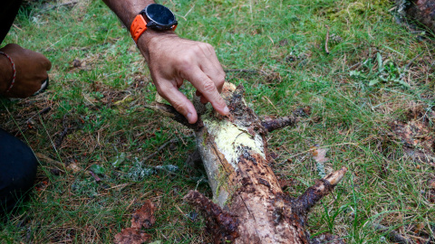Pla detall del miceli d'un fong estès en una branca d'arbre morta Pla detall del miceli d'un fong estès en una branca d'arbre morta