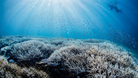 El arrecife de coral son, en realidad, seres vivos que tienen un crecimiento muy lento. El arrecife de coral son, en realidad, seres vivos que tienen un crecimiento muy lento.