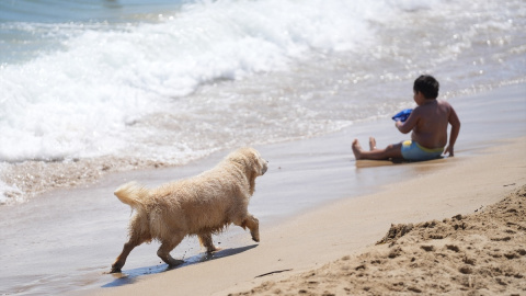 A muchos perros les encanta ir a la playa, pero deben ir a aquellos espacios en los que son bienvenidos. A muchos perros les encanta ir a la playa, pero deben ir a aquellos espacios en los que son bienvenidos.