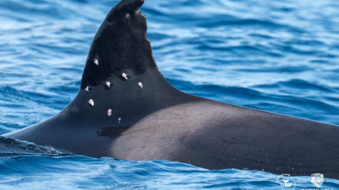 Fotografía de la aleta de la orca Toñi, dañada por posibles disparos de perdigones. Fotografía de la aleta de la orca Toñi, dañada por posibles disparos de perdigones.