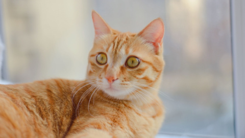Un gato anaranjado mira con curiosidad. Un gato anaranjado mira con curiosidad.