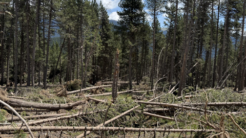 Arbres caiguts a un dels boscos de Lles de Cerdanya degut a les intenses ventades d’aquest passat hivern Arbres caiguts a un dels boscos de Lles de Cerdanya degut a les intenses ventades d’aquest passat hivern