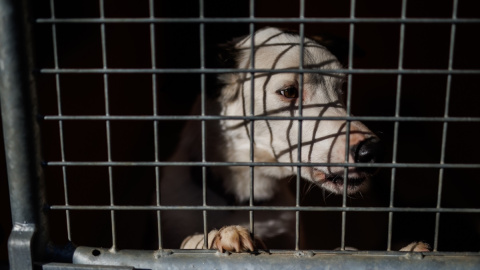 El abandono de perros sigue siendo un problema en España, a pesar de las altas multas que ello conlleva. El abandono de perros sigue siendo un problema en España, a pesar de las altas multas que ello conlleva.