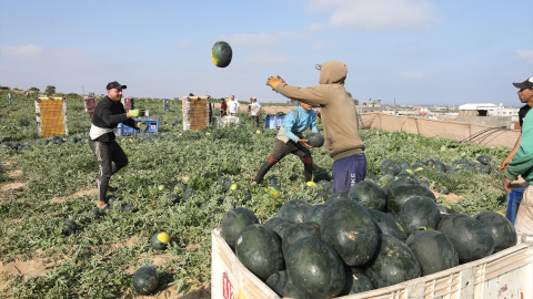 Agricultores palestinos recogen sandías durante la temporada de cosecha. Agricultores palestinos recogen sandías durante la temporada de cosecha.