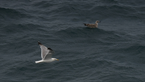 Una gaviota vuela sobre el mar, a 15 de julio de 2026, en Barcelona. Una gaviota vuela sobre el mar, a 15 de julio de 2026, en Barcelona.