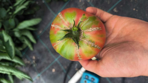 ¿Cuánto pagarías por una caja de tomates? La nueva subasta gastronómica que llega a Cantabria
