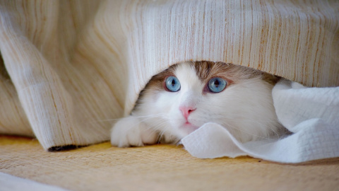 Los gatos son animales muy curiosos y aventureros, aunque tienen sus procesos y tiempos internos. Los gatos son animales muy curiosos y aventureros, aunque tienen sus procesos y tiempos internos.