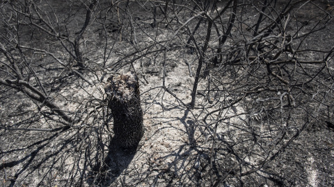 Un árbol calcinado en la sierra de Madrid. Un árbol calcinado en la sierra de Madrid.