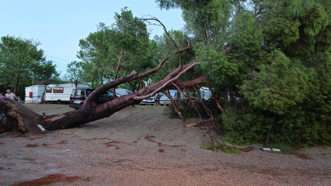 Un arbre caigut al càmping Les Palmeres de Tarragona Un arbre caigut al càmping Les Palmeres de Tarragona