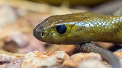 Imagen en detalle de una tapian del interior, considerada la serpiente más peligrosa del mundo.