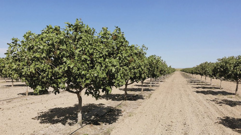 Pistachos Una plantación hiperintensiva de pistachos.