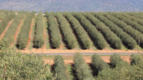 Olivar Una plantación hiperintensiva de olivas de la empresa Innoliva.