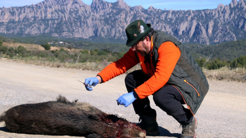 Un caçador voluntari extreu una mostra de sang d'un senglar abatut a prop de Montserrat, en una imatge del febrer. 16/02/2026 Un caçador voluntari extreu una mostra de sang d'un senglar abatut a prop de Montserrat, en una imatge del febrer.