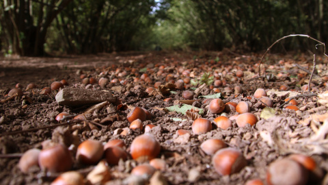 Avellanes de la finca Ca Rosset a punt per plegar els pròxims dies