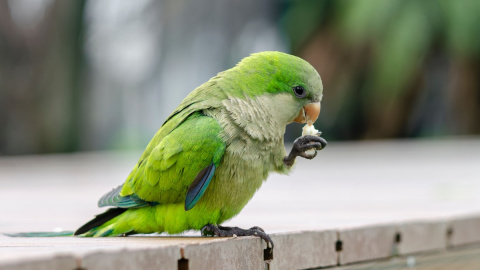 Imagen de una cotorra comiendo.